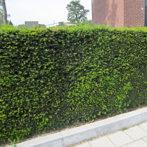 Taxushaag (Taxus baccata)